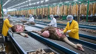 Inside the Ostrich Leather Workshop: From Farm to High-End Jackets (Complete Process)