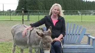 Donkey Training Behavior Problem Solving Training