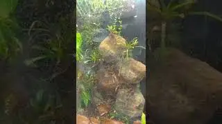 Spotting a Phantasmal Poison Frog!