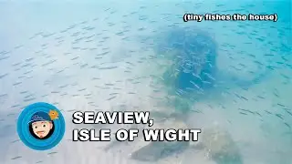Snorkelling in Seaview, Isle of Wight (10/07/2020)