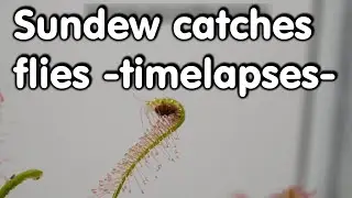 Sundew catches flies -timelapses- pt.35