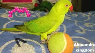 Talking parrot funny funny moment parrot says papa Mitthu#parrot #talkingparot #viral 