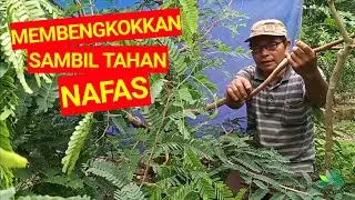 Bonsai ASEM JAWA dialam bebas BIKIN GREGET!!