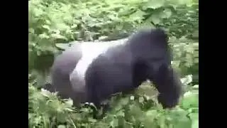 A gorilla&rsquo;s gentle reminder that he could easily kill you  😱🦍