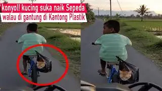 Pasti Ngakak sampai Mules! Bandel ga mau pulang kucing di Jewer nenek di paksa balik/kompilasi lucu