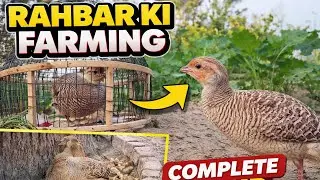 female coturnix quail sounds|jungle fowl female sound|kalij pheasant female sound|turkey bird female