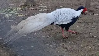 Silver pheasants 🐔💖