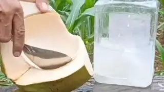 Very delicious coconut / coconut cutting skills