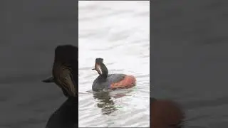 Eared Grebe (Podiceps nigricollis) #shorts
