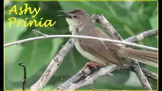 Ashy Prinia bird Calling || Bird Sounds || Bird Sightings || Nature Videos