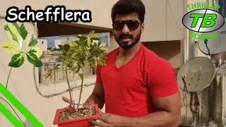 Schefflera Variegated Bonsai - Repotting