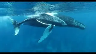 Humpback Mother Receives a Hug from her Affectionate Calf