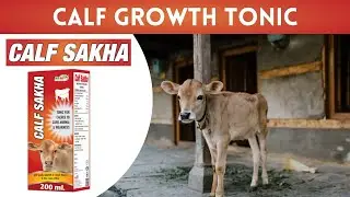 Calf Sakha - Calf Growth Tonic