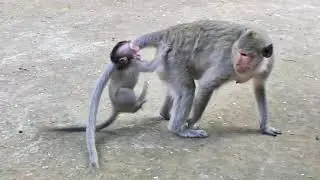 Poor Baby Monkey Mira cries so sad Mama Monkey Malika disciplines her when she wants milk