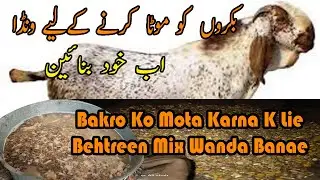 Bakro ko mota karne k lie wanda khud banae | janwar tayar karne k lie behtreen  Haider's Divine Goat
