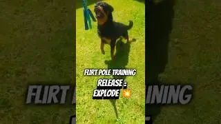 Controlled Power | Rottweiler Flirt Pole Training 💥🐾 #rottweiler #dogtraining #dogshorts #shorts
