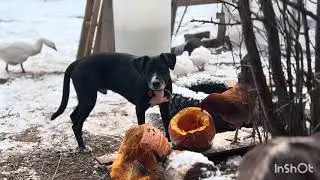 Post-Coyote Loss | Off Grid Security System?Predator Proofing, Human Proofing, FIRST SNOW! 