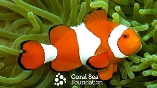Anemonefishes of the Eastern Coral Triangle and Great Barrier Reef.