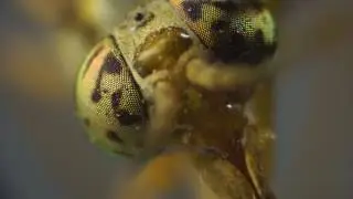 Chrysops