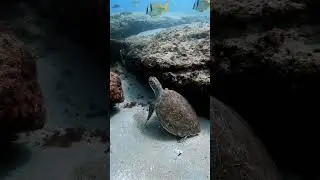 Hawksbill sea turtle #gopro