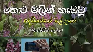 අවුරුදු 12කට පස්සේ දෙවියන්ගේ මල් උයනට ආ නෙළු වසන්තය | Nelu Flower Blooming in Horton Plains