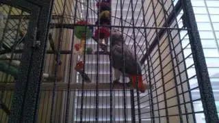Parrot says 