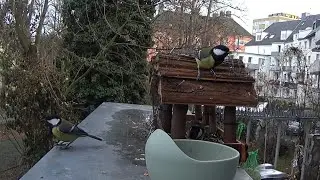 Kohlmeisenfamilie fliegt ein