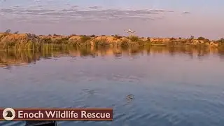 Ныряй за птицами!