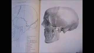 Anatomy for Painters and Sculptors