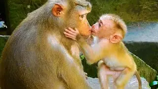 Monkey & Primates, Libby So Much Sweet Loves Care Leo, So Lovely Baby Monkey, Love, Baby Monkey