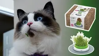 Senses 2.0 Cat Grass Planter - Growing and Eating Catgrass