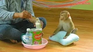 Adorable Monkey Kako Hug Lovely Pillow Wait Mom Prepare Milk