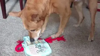 Dog sniffing out treats in toy