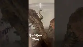 Giant African Mantis Nymph.