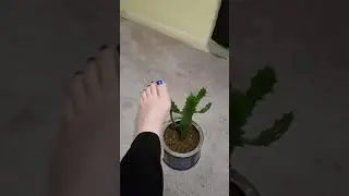 Touching a cactus