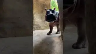 Surprise! 👋 #fyp #teamfiona #shorts