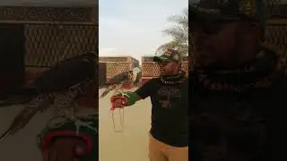 Falconry experience Abu Dhabi
