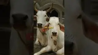 Top 5 Banned Things In India 🇮🇳