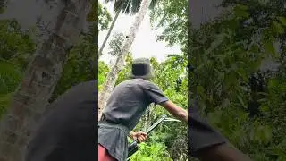 Berburu burung punai#shorts