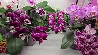 ФАЛЕНОПСИСЫ! Распускашки и новиночки.