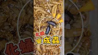 養著養著牠就變態了...