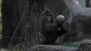 Shalia & infant gorilla Willy B., III feeding with Willy B., Jr.  A tender moment w/ Floyd & mom.