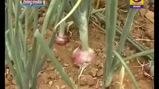 Onion varieties-Betel vine cultivation.
