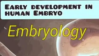 Early development in human embryo, Stages during Gestation period, Embryology of human