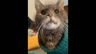 Looking stylish and wise #catsofyoutube #wisecat #stylishcat
