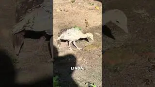 DIAS ATR&Aacute;S ERAM S&Oacute; FILHOTES DE PERU.