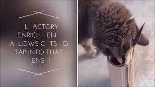 Senior Cat Enrichment - Scent Work for Senior Felines! (