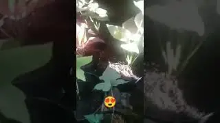jenis tanaman hias Shingonium  and other botany types.