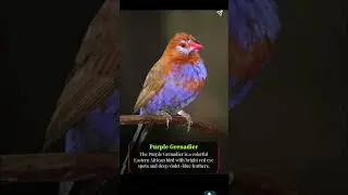 Top 10 Rare Purple Colour Birds in the world #birds #animals #shorts  #birdlovers