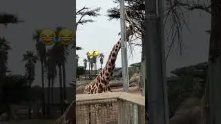 #zoo #giraffe #SanFrancisco